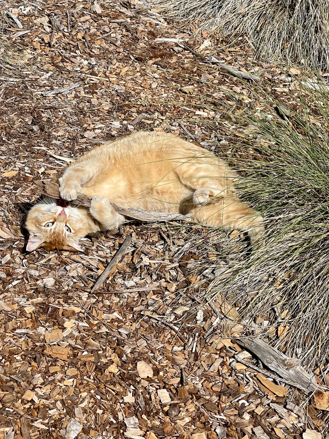 Cheeto in a relaxed campus portrait