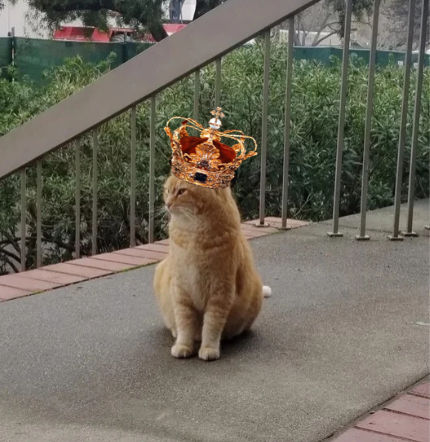 King Cheeto