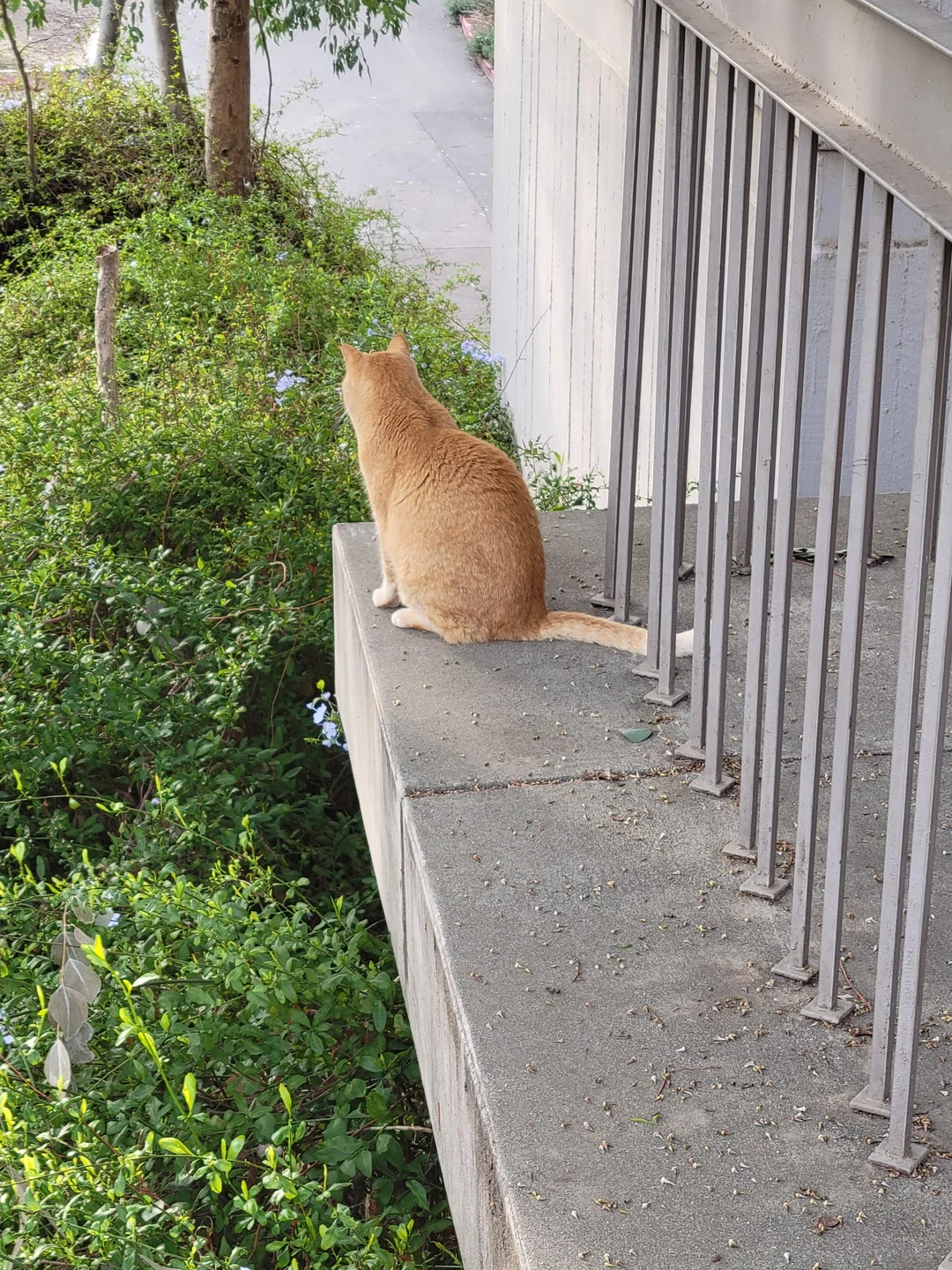 Cheeto in a relaxed campus portrait