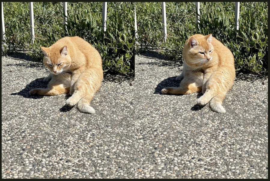 Cheeto Looks Like he is Under the Influence of Catnip