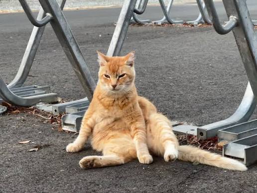Cheeto Looks Like he is Under the Influence of Catnip