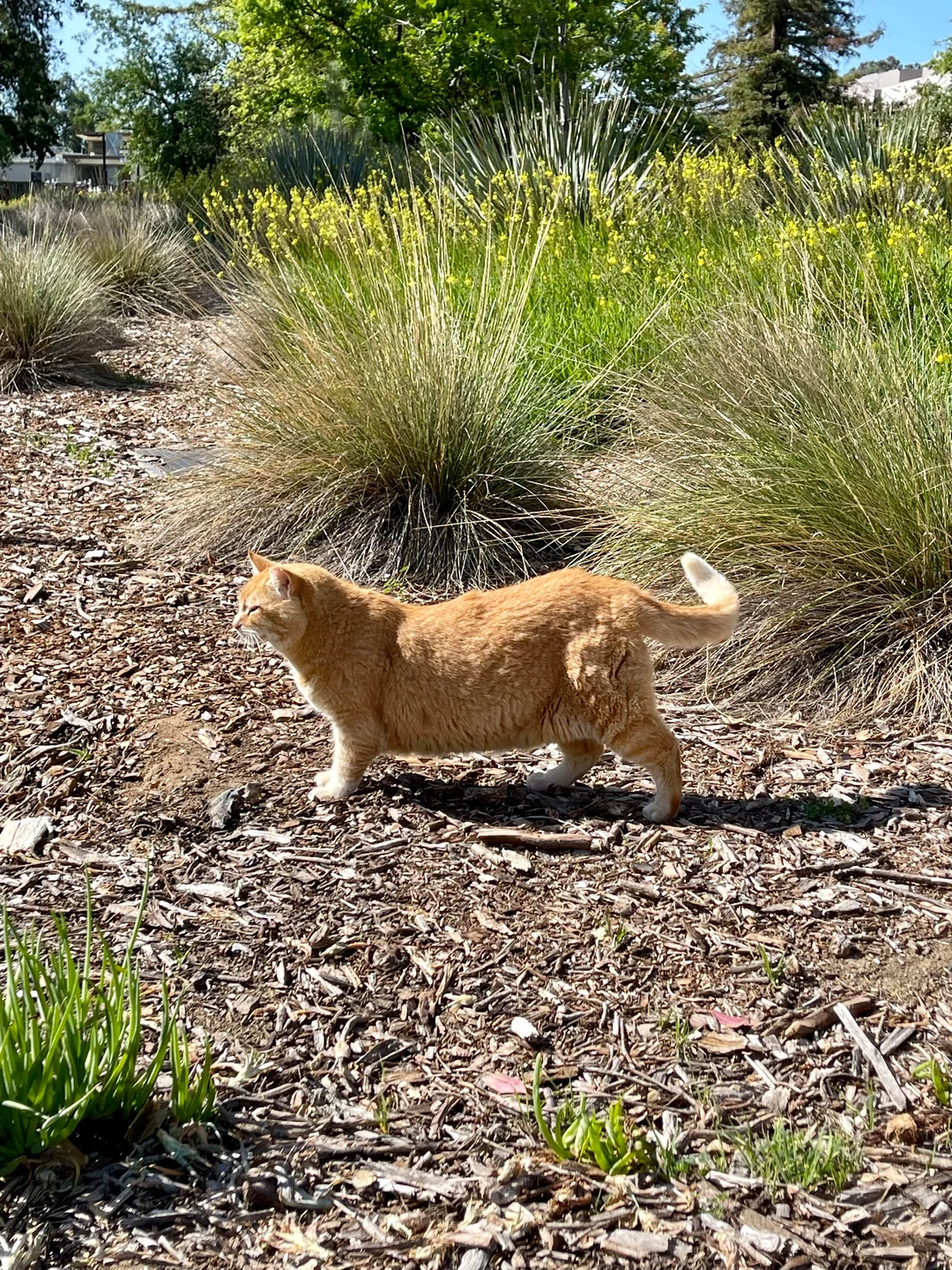Chunky Cheeto