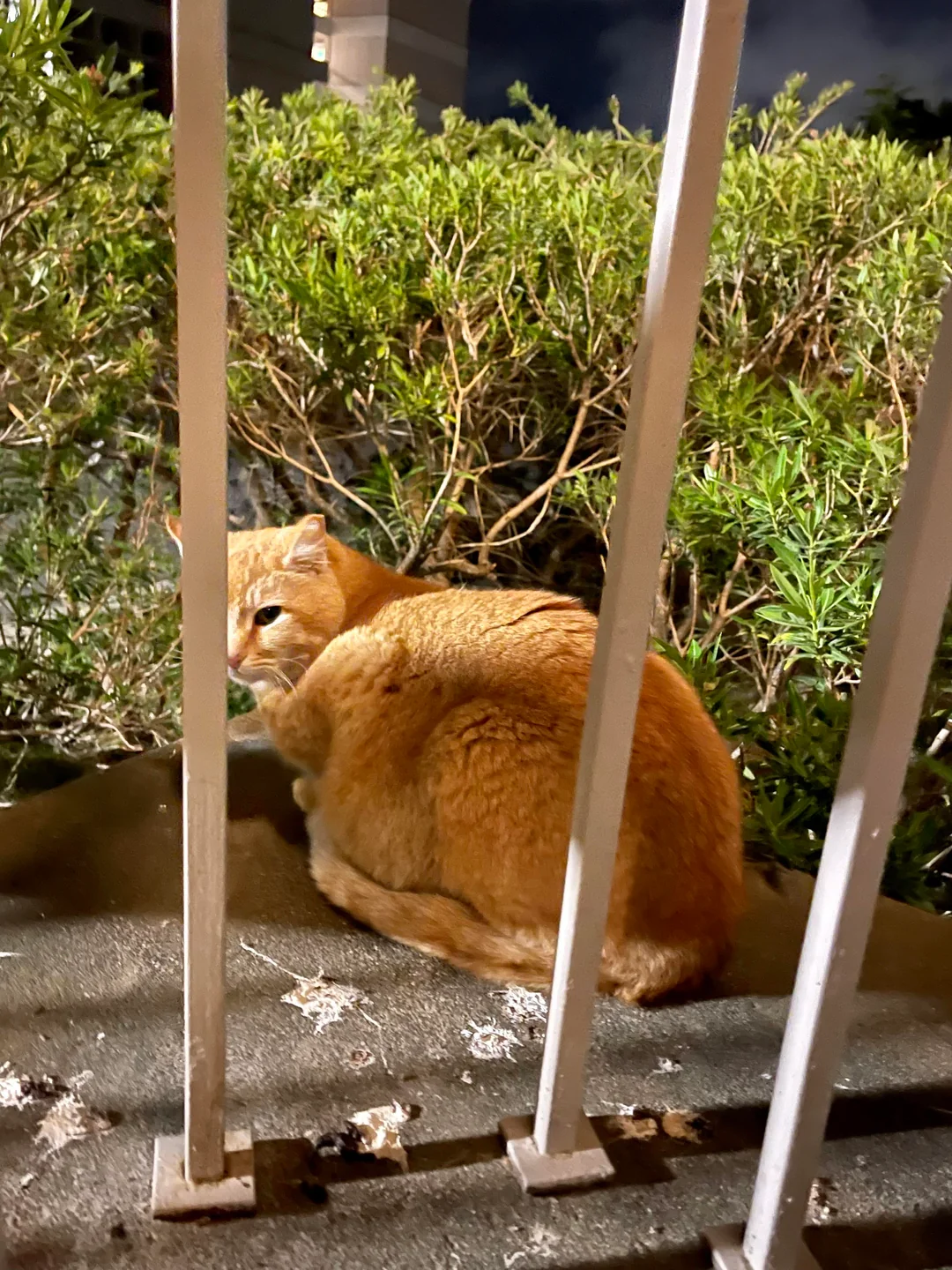 Jailed Cheeto
