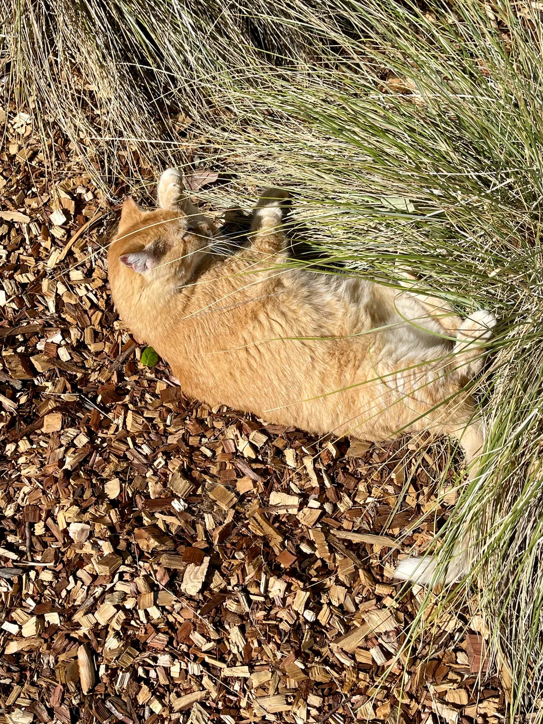 Sunny Cheeto