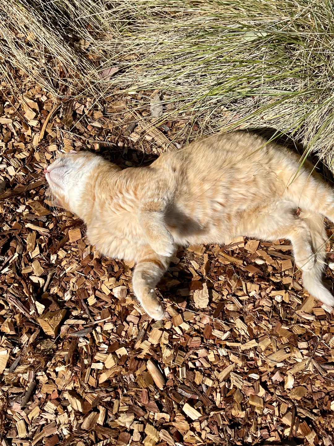 Lazy Cheeto