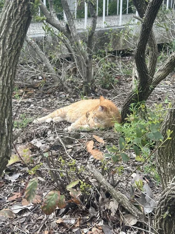 Breezy Cheeto