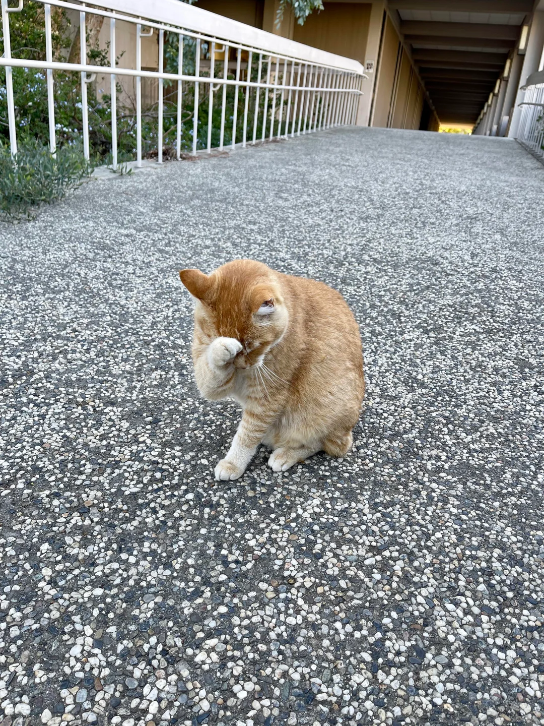 Baffled Cheeto