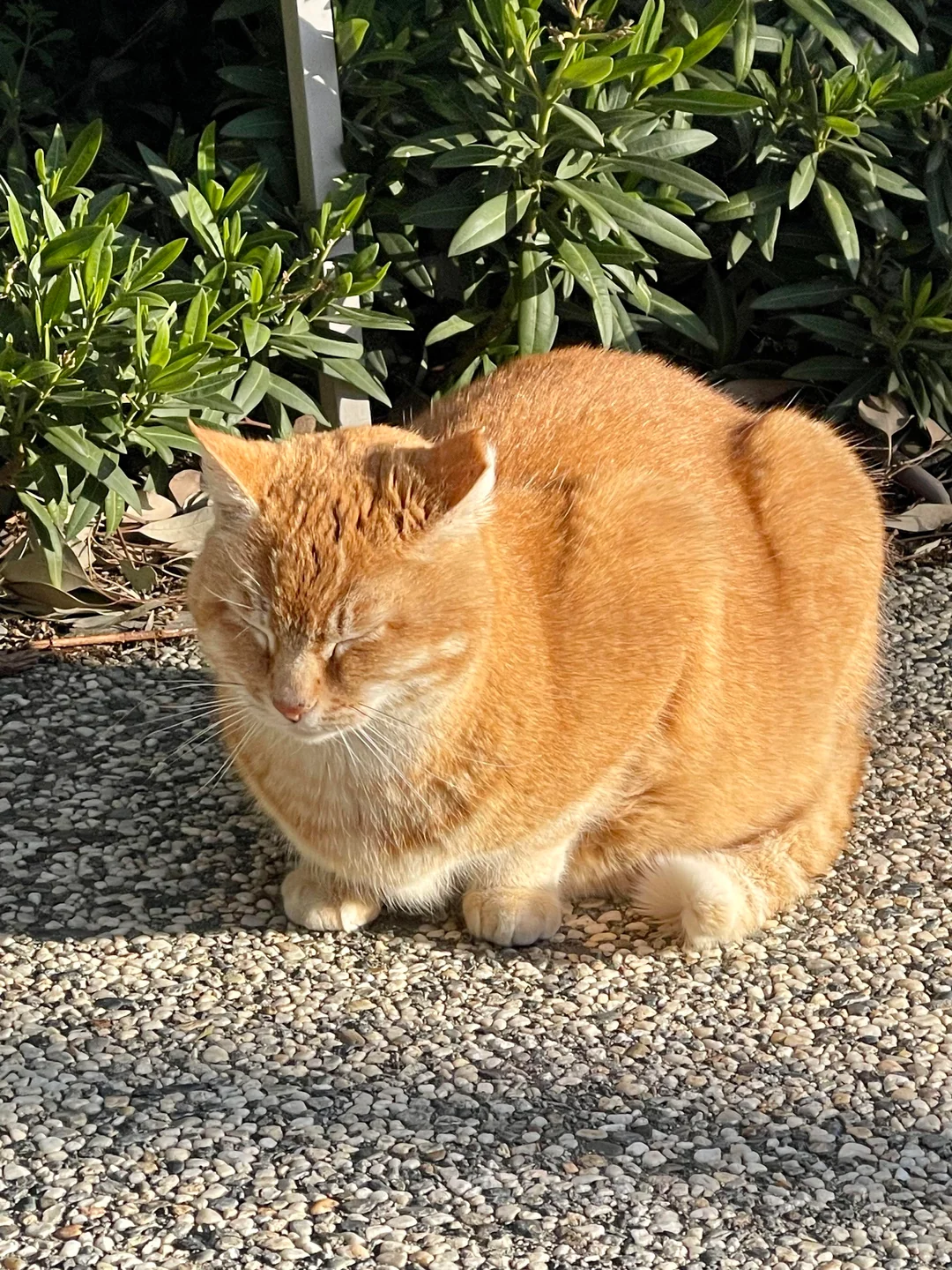 Toasty Cheeto