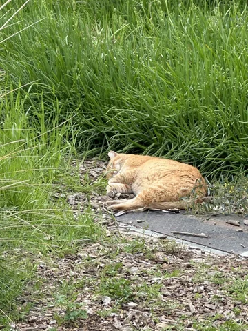 Sleepy Cheeto