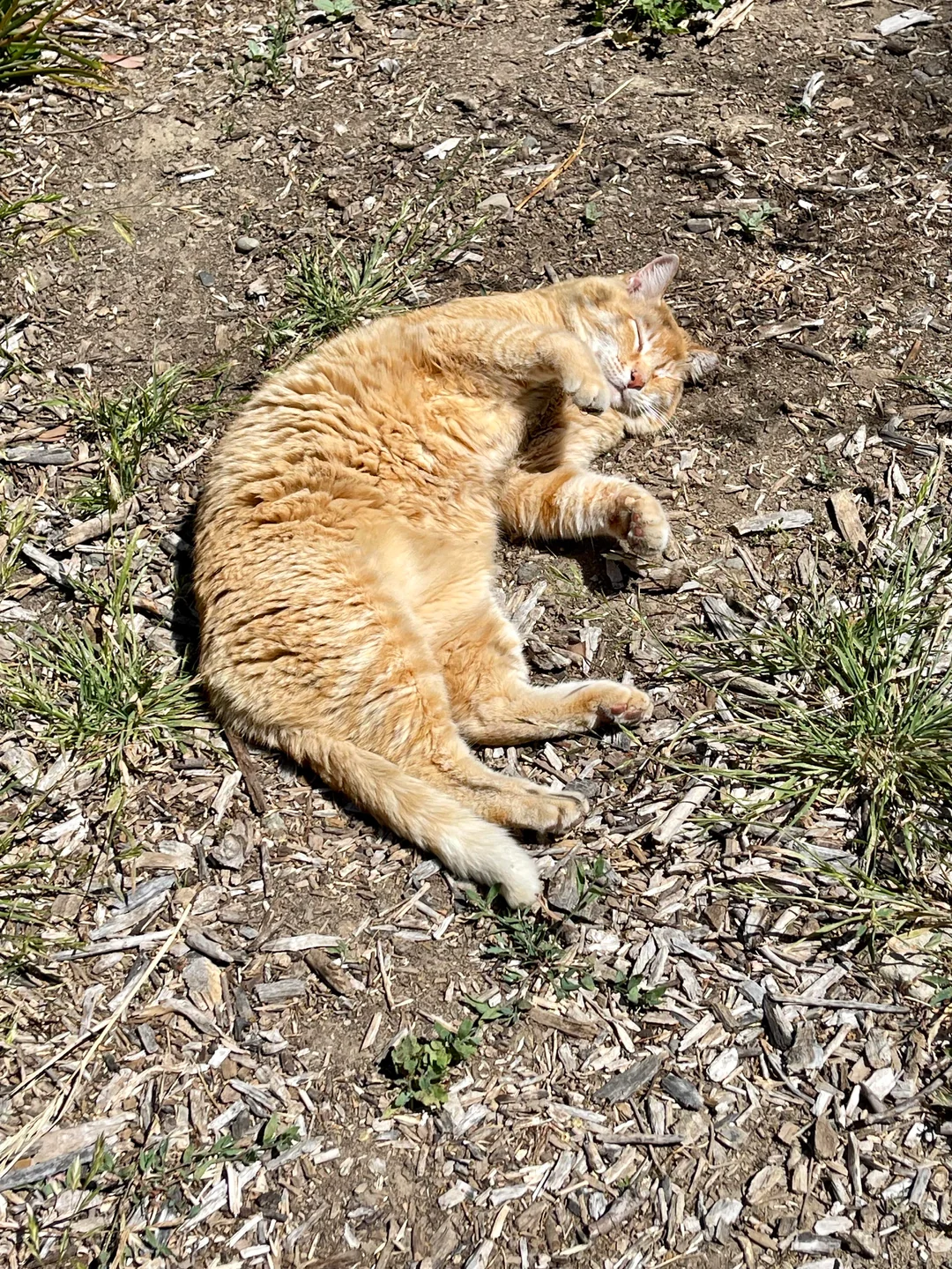 Blissful Cheeto