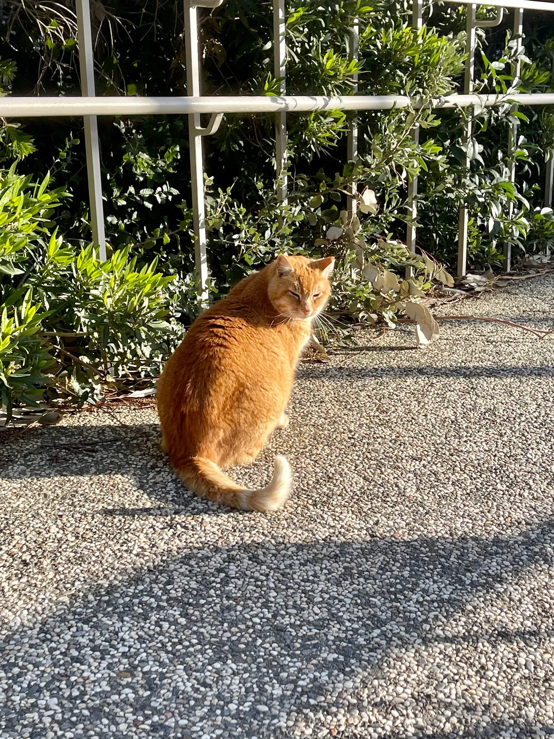 Photogenic Cheeto