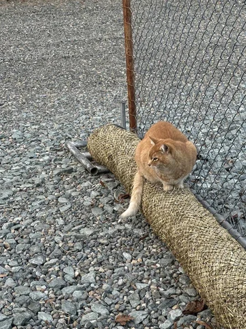 Posing Cheeto