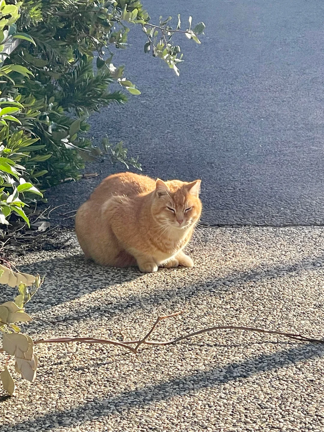 Drowsy Cheeto