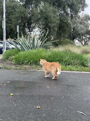Observant Cheeto