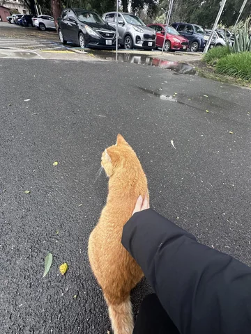 Affectionate Cheeto