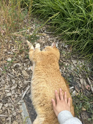 Affectionate Cheeto 2