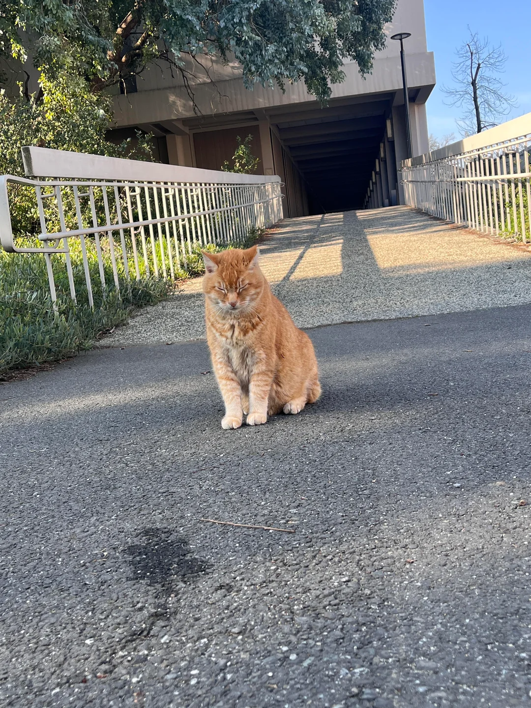 Sleepy Cheeto