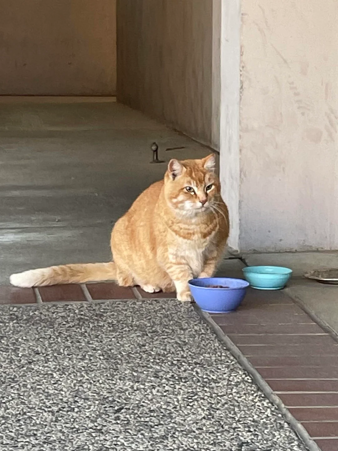 Hungry Cheeto