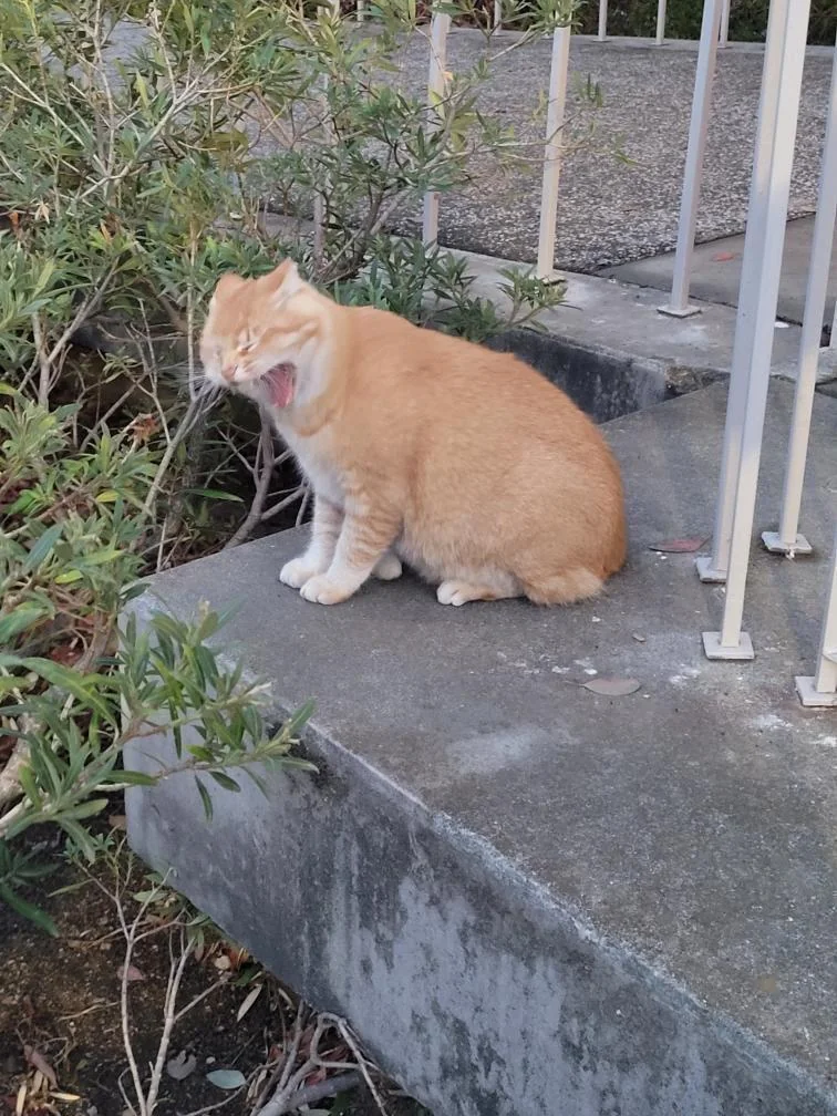 Dramatic Cheeto