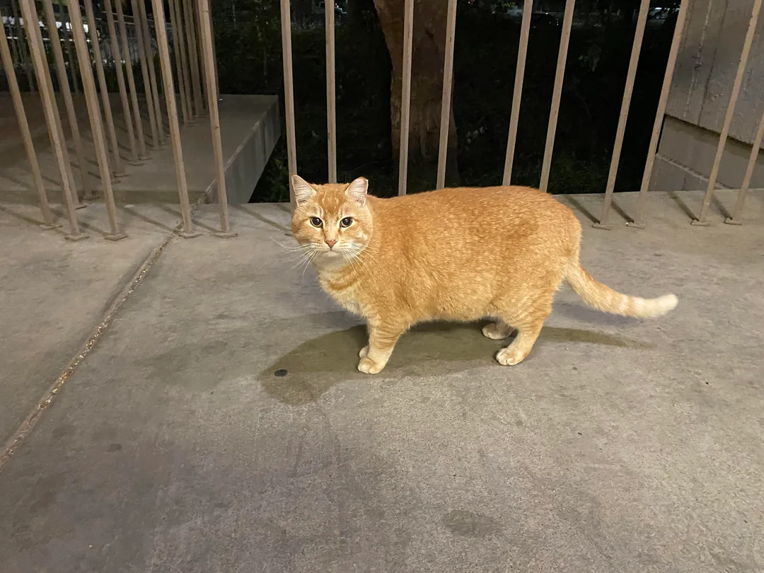 Staring Cheeto