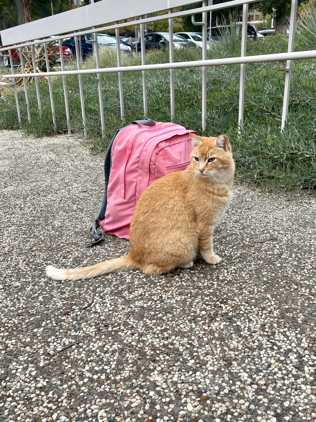 Academic Cheeto