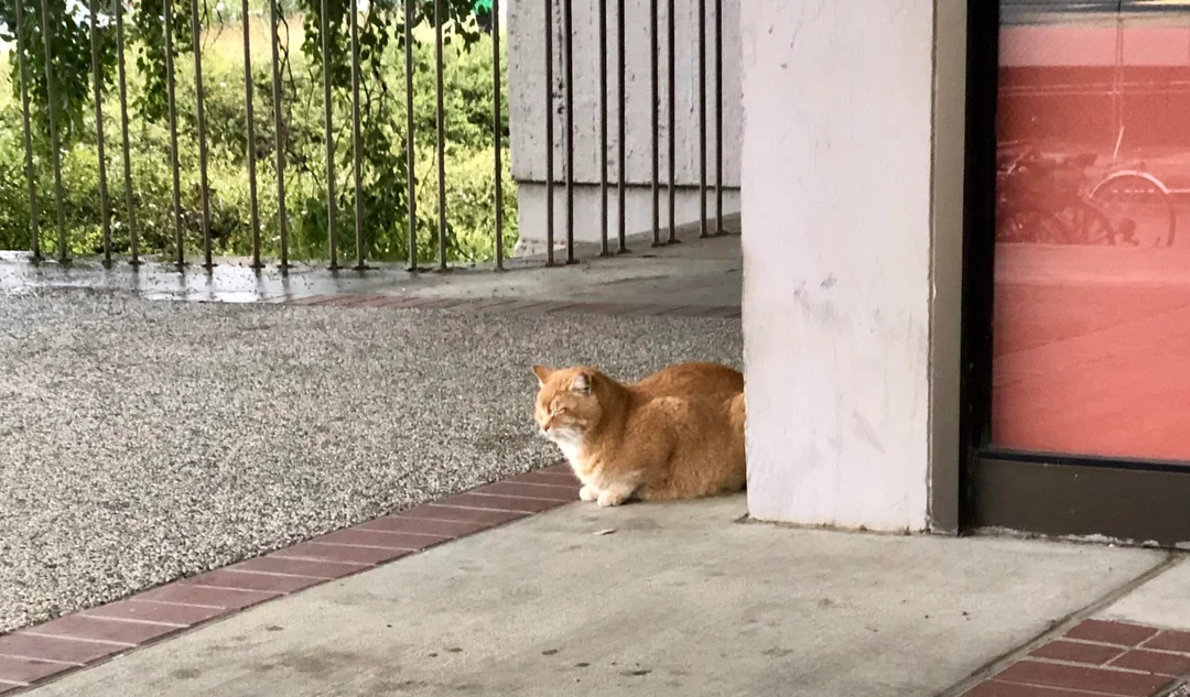 Napping Cheeto