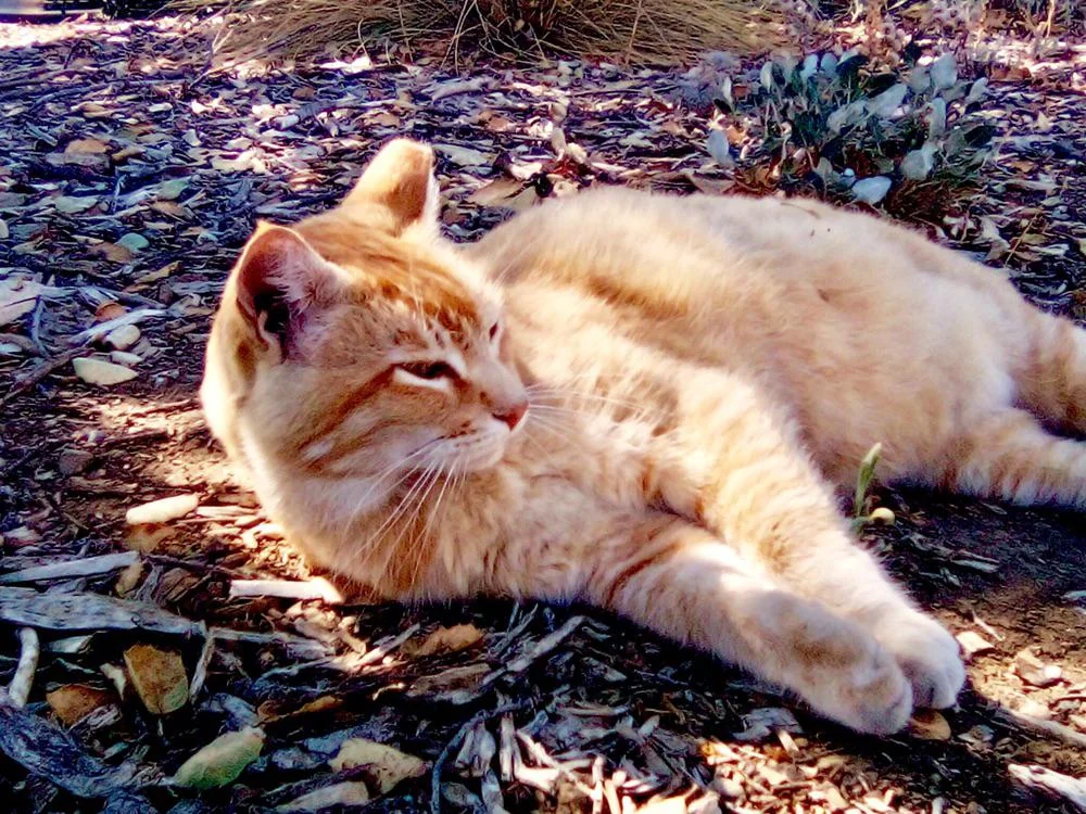 Fall Cheeto