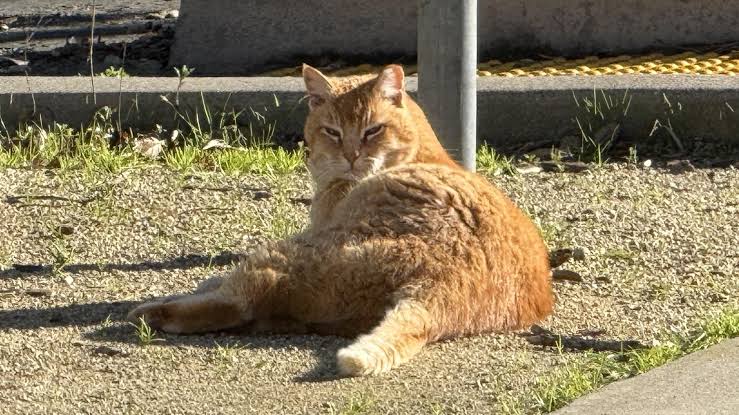 Sunny Cheeto