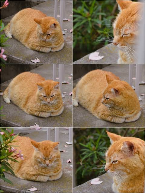 Loafing Cheeto