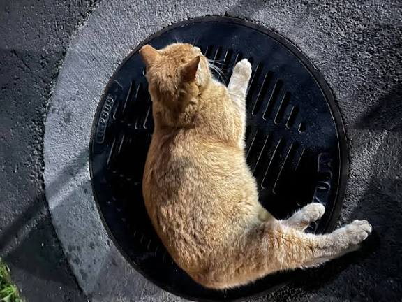 Sewer Cheeto