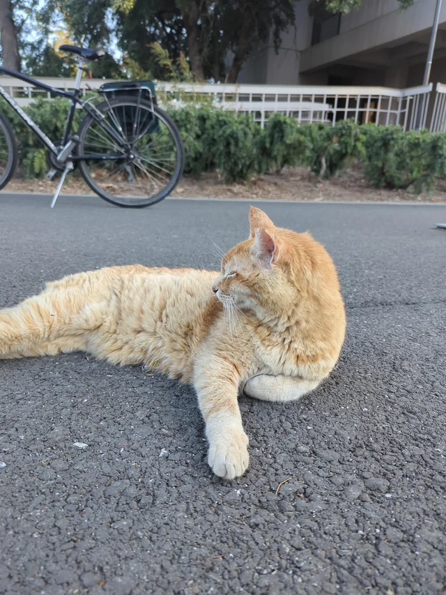 Evening Cheeto