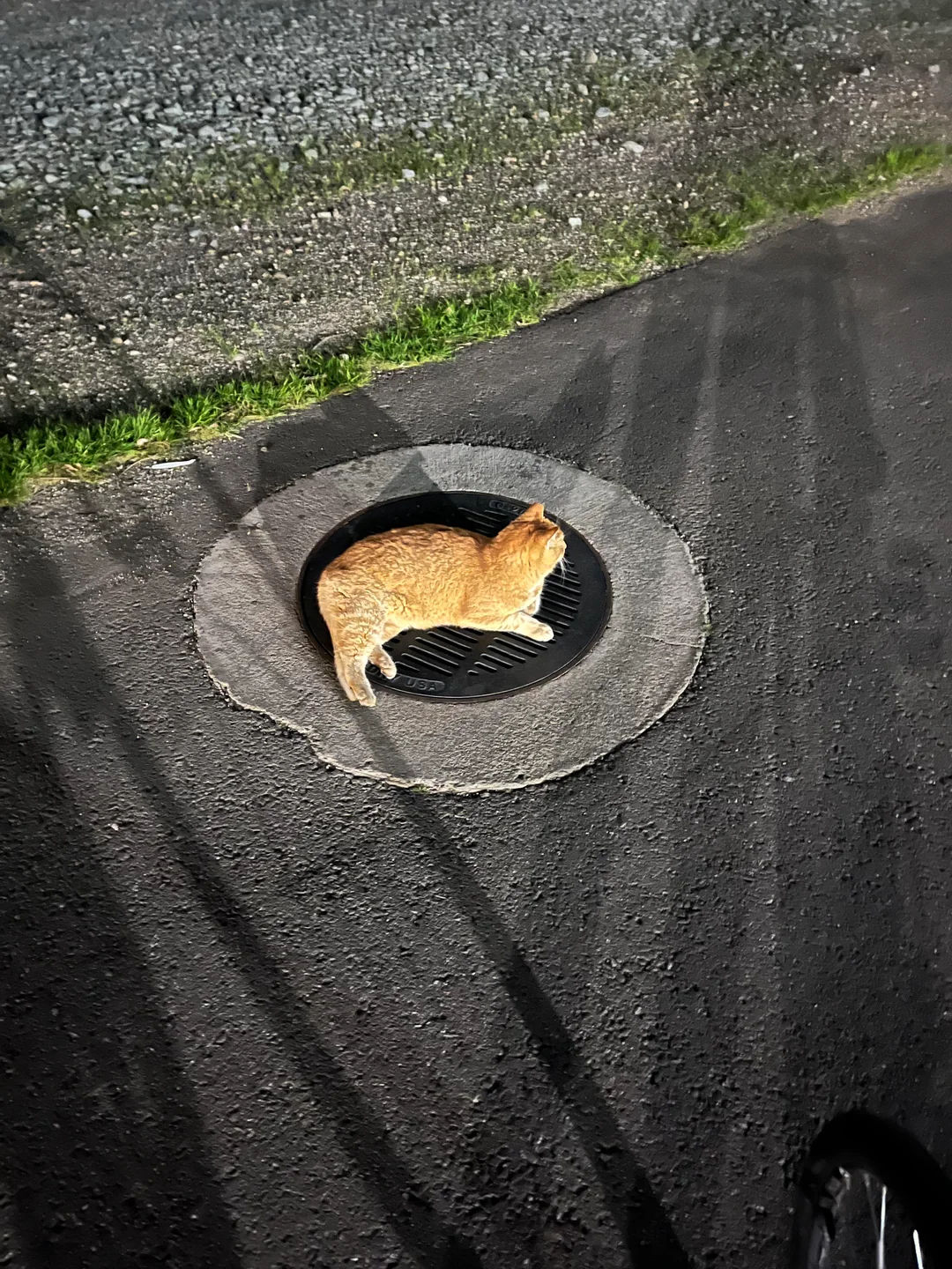 Sewer Cheeto 2