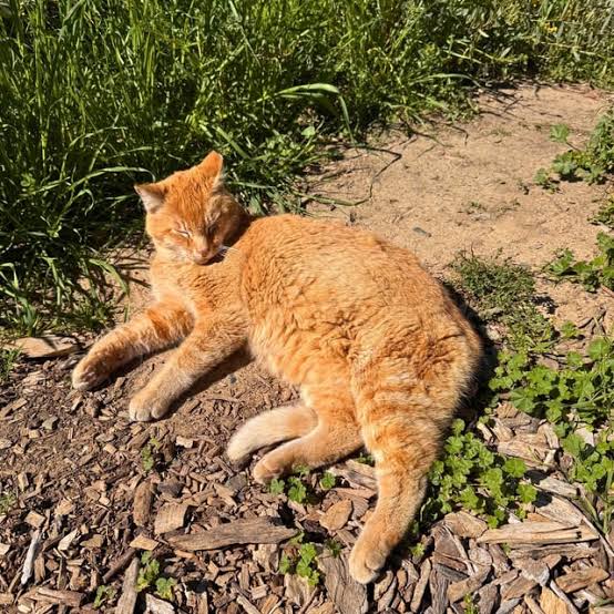 Scenic Cheeto