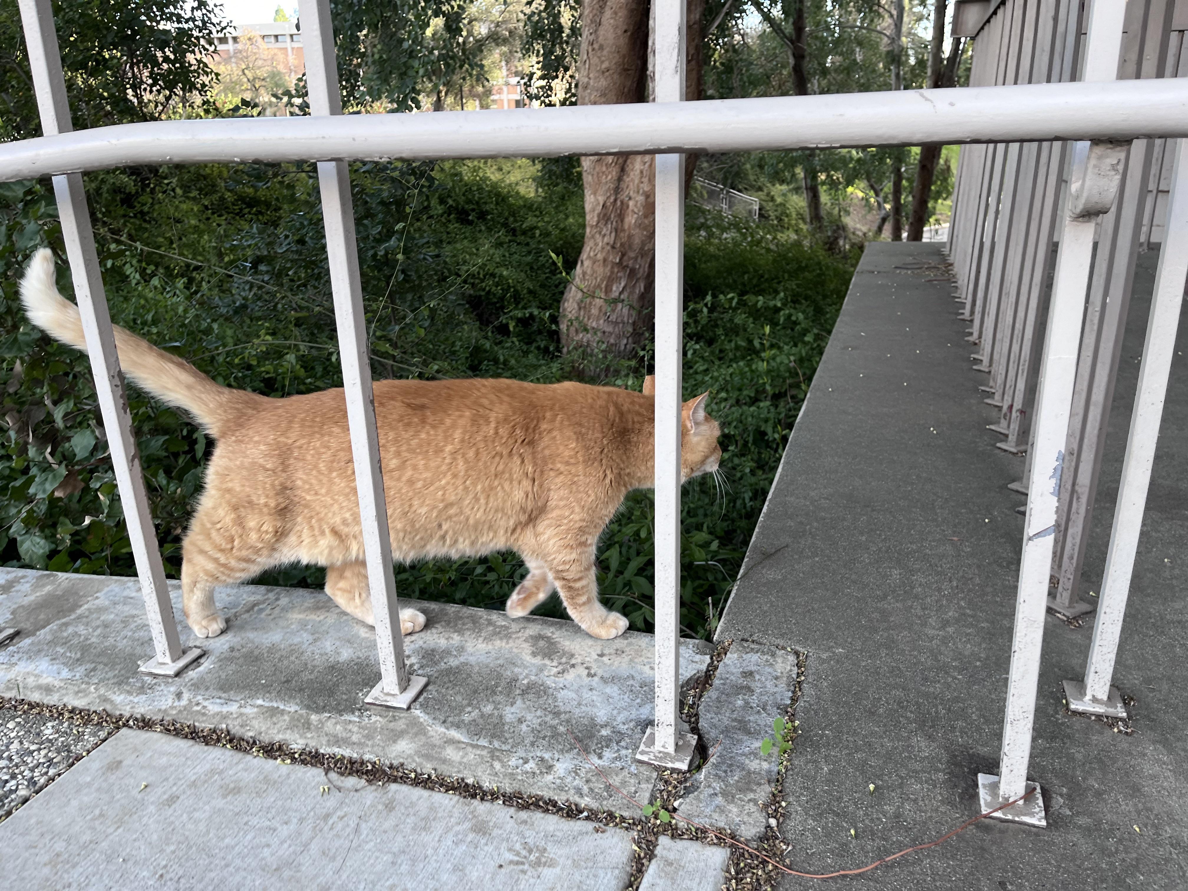 Wandering Cheeto