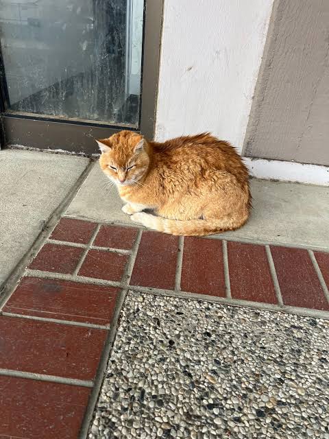 Focused Cheeto