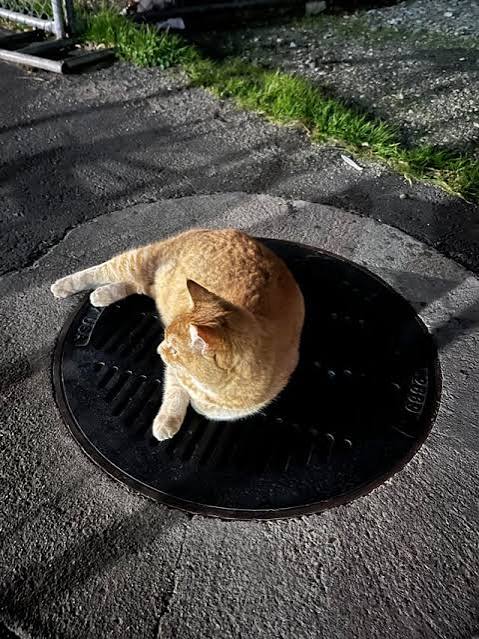 Sewer Cheeto 3