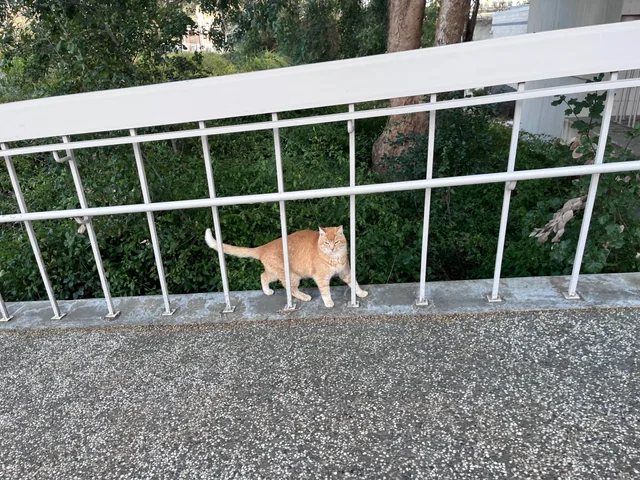 Explorer Cheeto