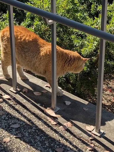 Curious Cheeto