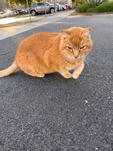 Roadside Cheeto